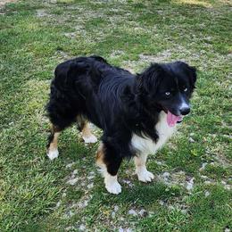 Comet - Australian Shepherd