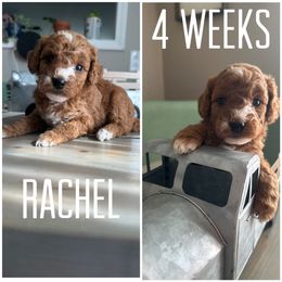 Bernedoodle Puppies from The Doodle Pad