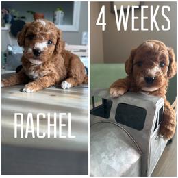 Bernedoodle Puppies from The Doodle Pad