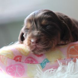 Robyn - Chocolate and tan Dachshund puppy in Windsor, Colorado from Murry’s minis