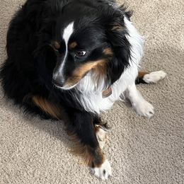Max - Miniature Australian Shepherd