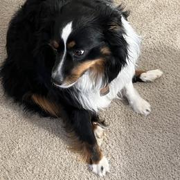 Max - Miniature Australian Shepherd