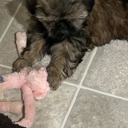 Shih Tzu Puppies from Prestige Shih Tzu Family