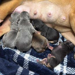 French Bulldog puppies from A&D Frenchies