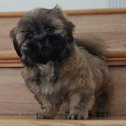 Ziggy - Gold and white male Shih Tzu puppy in Peoria, Arizona from Loyal Shih Tzu