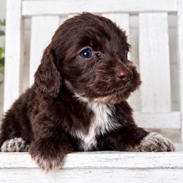 Joy - Piebald female Dachshund puppy in Maidsville, West Virginia from L&B Lowriders