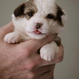 Psalm - Sable female Pembroke Welsh Corgi puppy in South Otselic, New York from Ridge Top Corgis