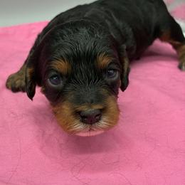 Girl 1 - female Cavapoo puppy in Burke, New York from Patti’s Puppies