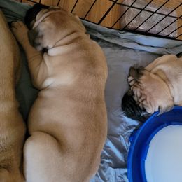Bullmastiff Puppies from Sunny Beach Bullmastiffs