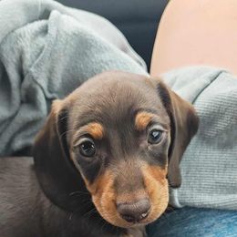 Roca - Dachshund