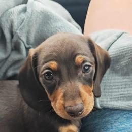 Roca - Dachshund