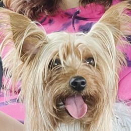 FIFI MIA - Yorkshire Terrier