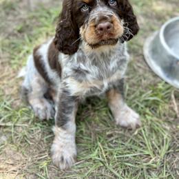 English Springer Spaniel Puppies from Willow Creek Farms