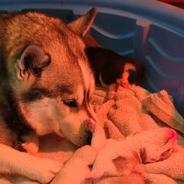 Siberian Husky Puppies from Bradley's Huskies