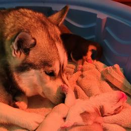 Siberian Husky Puppies from Bradley's Huskies