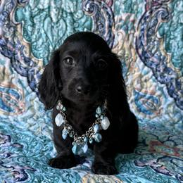 Hector - Black male Dachshund puppy in Lincoln, Arkansas from Red Dirt Dachshunds