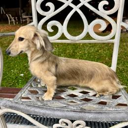 Harper - Dachshund