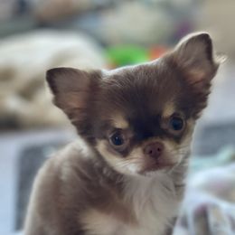 Chihuahua Puppies from Chihuahua Angel Babies