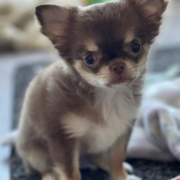 Chihuahua Puppies from Chihuahua Angel Babies