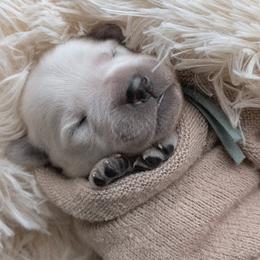 Brisket - light blue collar - Light golden male Golden Retriever puppy in Noblesville, Indiana from Ivory & Pine Goldens