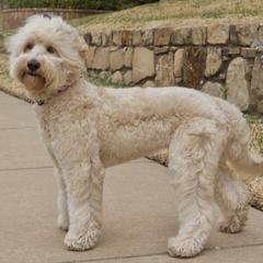 Australian Labradoodle All Grown Up from Legendary Labradoodles LLC