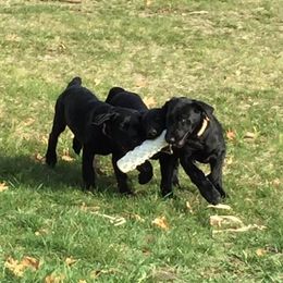 Labrador Retriever Puppies from Harvest Moon Farm