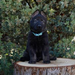 Ronan - Sable male German Shepherd puppy in Coarsegold, California from Yosemite Shepherds