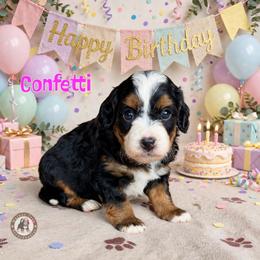 Confetti - Tri-color female Bernedoodle puppy in Banner Elk, North Carolina from Walnut Tree Bernedoodles