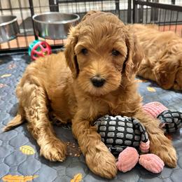 Pigpen (Teal Collar) - Red  male Goldendoodle puppy in Bay City, Texas from Charming Doods