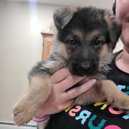 Brown - Black and red male German Shepherd puppy in Coatesville, Pennsylvania from Jessica's German Shepherds