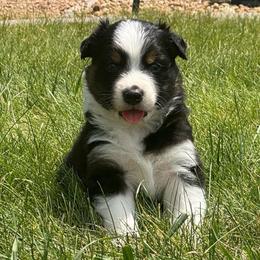 Stitch - Black tri-color male Australian Shepherd puppy in Franktown, Colorado from Double NB Livestock LLC