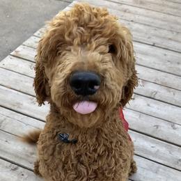 Max - Poodle