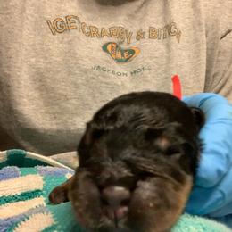 Red collar - Black and mahogany male Rottweiler puppy in Cleveland, Tennessee from Thomas Rotts