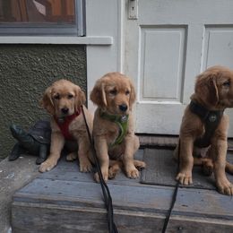 Golden Retriever Puppies from City Goldens