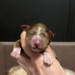 Mama Odie - Red tri-color female Miniature American Shepherd puppy in Groesbeck, Texas from Empire Miniature American Shepherds