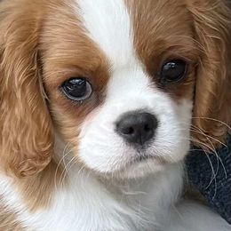 Paris - Blenheim female Cavalier King Charles Spaniel puppy in Albany, Georgia from Legend Cavaliers