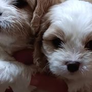 Gidget - Cavachon puppy from The House of Wiggle Waggle