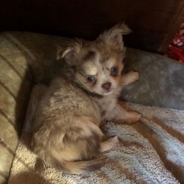 Barney - Merle male Chihuahua puppy in Amelia, Virginia from Pannell’s Precious Pups