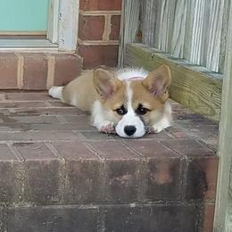 Pembroke Welsh Corgi Puppies from Ranch Hand Corgis