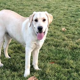 Labrador Retrievers from KS Labradors