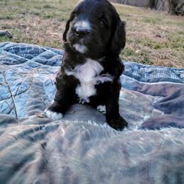 Goldendoodle Puppies from Southern Star Goldendoodles