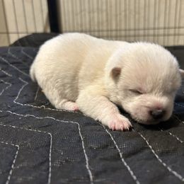Ginger - Cream male Shiba Inu puppy in Florence, Oregon from Sunbeam Shiba Inus
