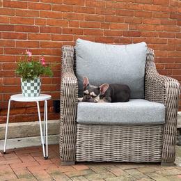 Bayker - French Bulldog