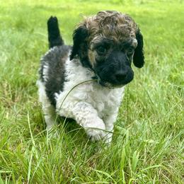 Disco - Parti male Poodle puppy in Kirkville, New York from Mosswood