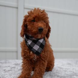 Ash - Red  male Goldendoodle puppy in Apopka, Florida from Rae Precious Puppies