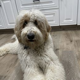 Mickey - Sheepadoodle
