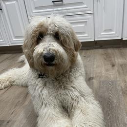 Mickey - Sheepadoodle