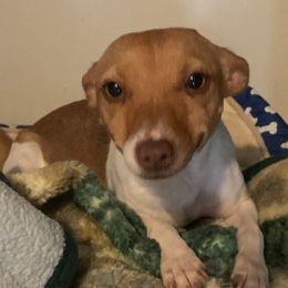 Rich Rat's Halo - Sable and white female Teddy Roosevelt Terrier puppy in Gadsden, Alabama from Rich Cat’s