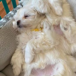 Maltese and Yorkshire Terriers from S & P Farms