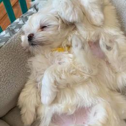Maltese and Yorkshire Terriers from S & P Farms